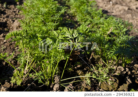 Organic vegetables growing in the garden Organic vegetables growing in the garden 29436921
