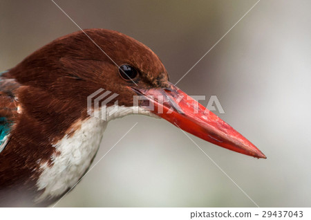 White-breasted Kingfisher 29437043