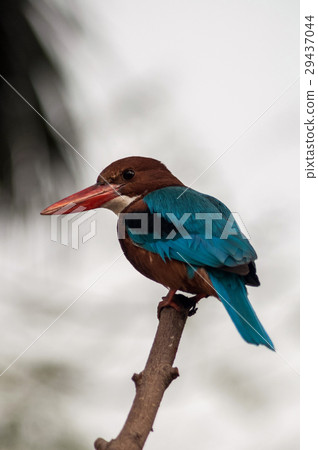 White-breasted Kingfisher 29437044