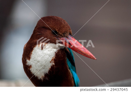 White-breasted Kingfisher 29437045