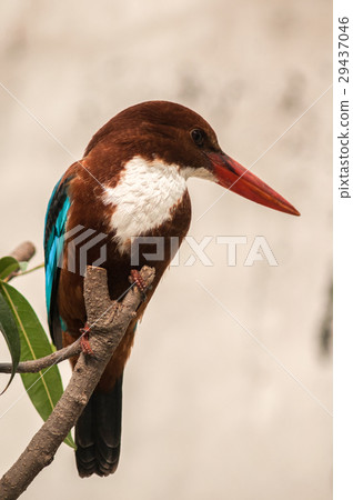 White-breasted Kingfisher 29437046