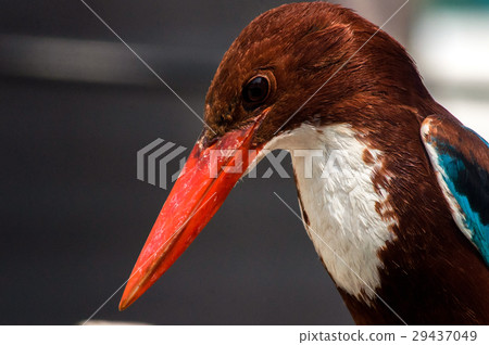 White-breasted Kingfisher 29437049