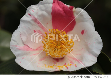 Camellia flower 29437085