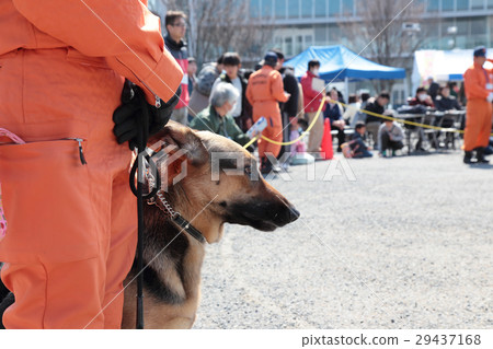 Disaster Relief Dog Disaster Relief Dog 29437168