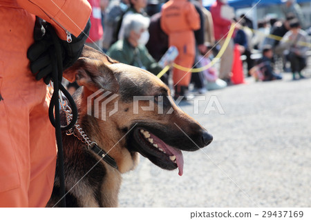 Disaster Relief Dog Disaster Relief Dog 29437169