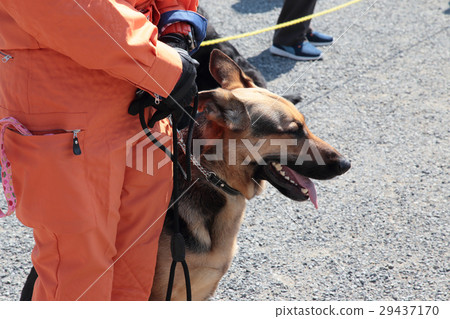 災難救濟狗災害救濟狗 29437170