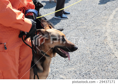 Disaster Relief Dog Disaster Relief Dog Disaster Relief Dog Disaster Relief Dog 29437171