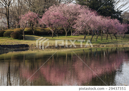 在水邊的桃樹 - 三月在日本 -  29437351