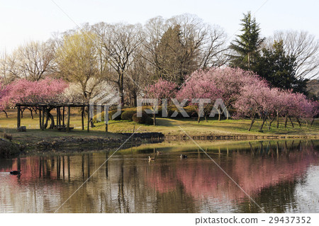 在水邊的桃樹 - 三月在日本 - 在水邊的桃樹 - 三月在日本 - 29437352
