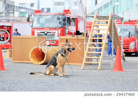 Disaster prevention fair and dog rescue dog Fire engine 29437460