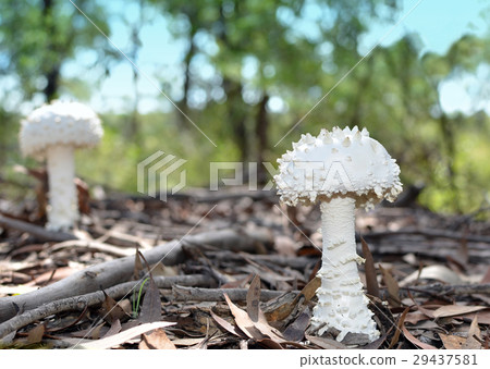 White warty Amanita mushrooms 29437581