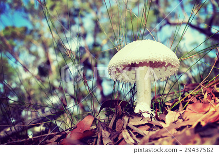 White warty Amanita mushroom White warty Amanita mushroom 29437582