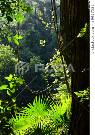 Light filtering through rainforest  29437583