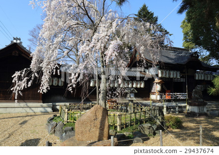 Kyoto Kagami Shrine Flowering cherry tree Kyoto Kagami Shrine Flowering cherry tree 29437674