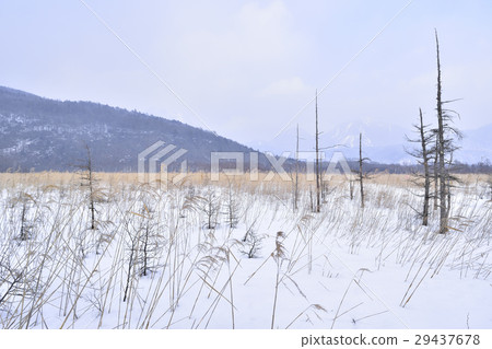 雪原的Senjogahara 29437678