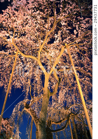 Bird drooping cherry blossoms at night Bird drooping cherry blossoms at night 29437731