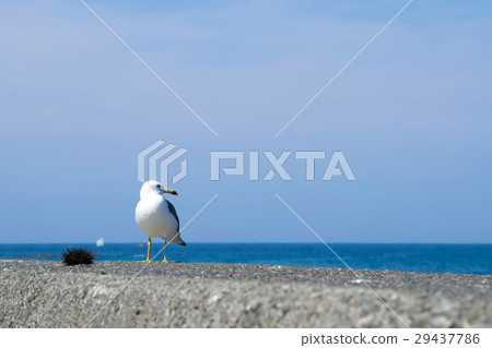 Tatamu Seagull Summer Scenery Otaru Scenery Tatamu Seagull Summer Scenery Otaru Scenery 29437786