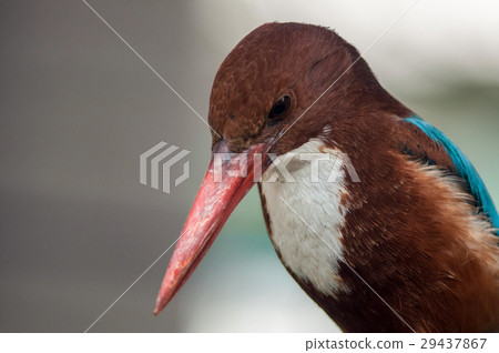 White-breasted Kingfisher 29437867