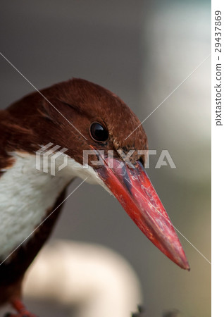 White-breasted Kingfisher 29437869