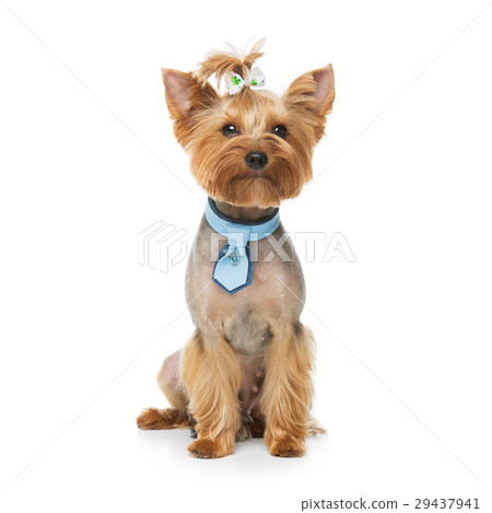 Beautiful yorkshire terrier with necklace 29437941