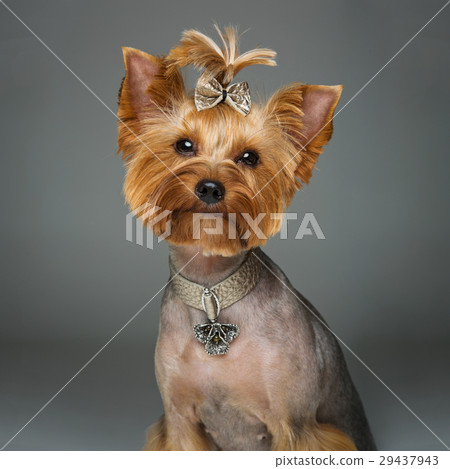 Beautiful yorkshire terrier with necklace 29437943