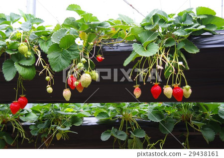 一個草莓 29438161