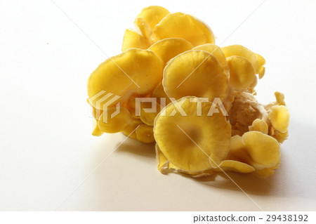 Wormwood mushroom Wormwood mushroom 29438192