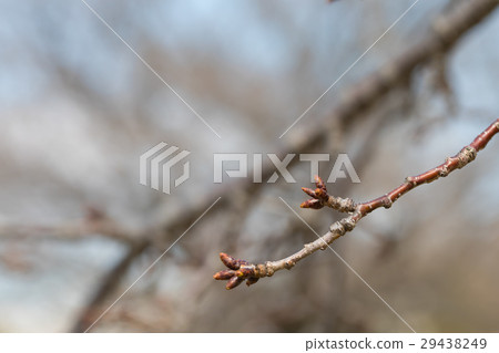 Sakura Tsubomi Bud Sameyoshi no Sakura Closeup closeup copy space 29438249