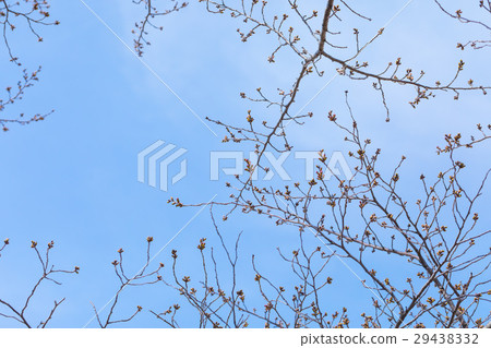 Sakura Tsubomi Bud Sky Shineoyogi Sakura Closeup closeup copy space Sakura Tsubomi Bud Sky Shineoyogi Sakura Closeup closeup copy space 29438332