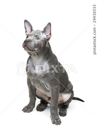 Thai ridgeback puppy Thai ridgeback puppy 29438333