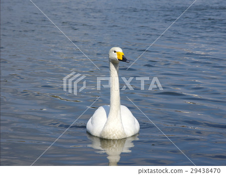 Swan 29438470