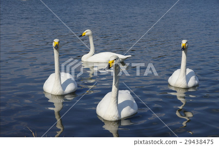 天鵝 天鵝 29438475