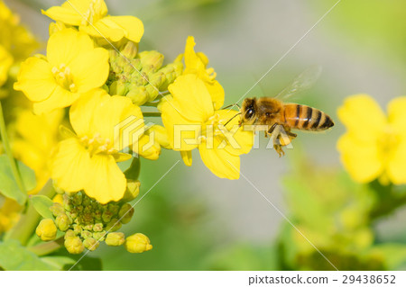 Bee and Rape Blossoms 29438652