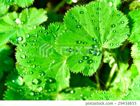 Hagoromogasa水滴 Hagoromogasa水滴 29438655