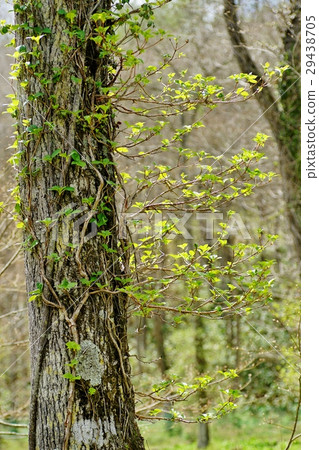 新鮮的綠色森林 29438705