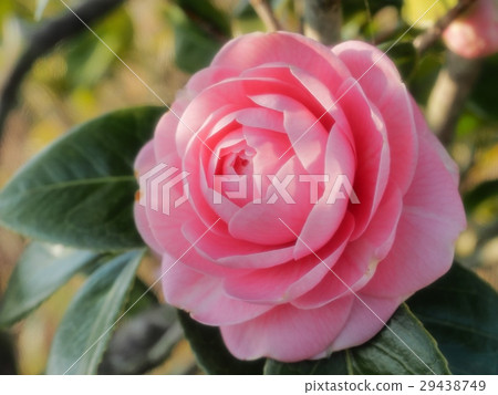Otomebutsuki pink colorful camellia spring Otomebutsuki pink colorful camellia spring 29438749