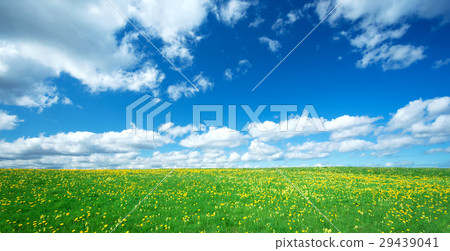 Field with dandelions and blue sky 29439041