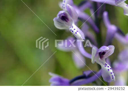 Wild Orchid of Sardinia 29439232