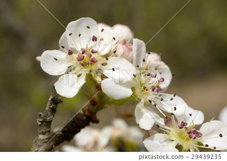Blooming Wild Pear 29439235