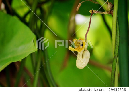 Flower of Umbanot Taxa 29439238