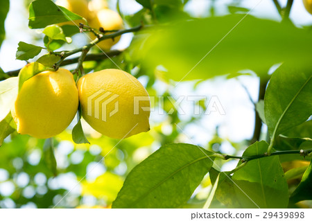 Lemon Lemon 29439898