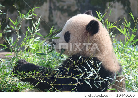 Panda in meal at Shanghai Zoo 2 29440169