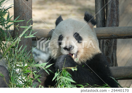 Panda in meal at Shanghai Zoo 2 29440170