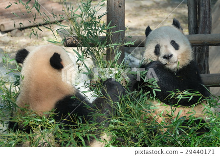 Panda in meal at Shanghai Zoo 2 29440171
