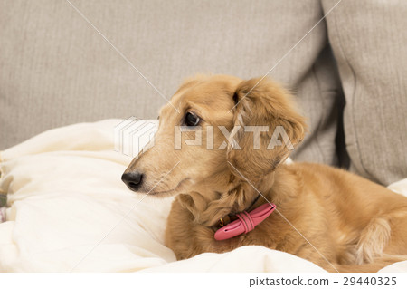  迷你臘腸犬 29440325