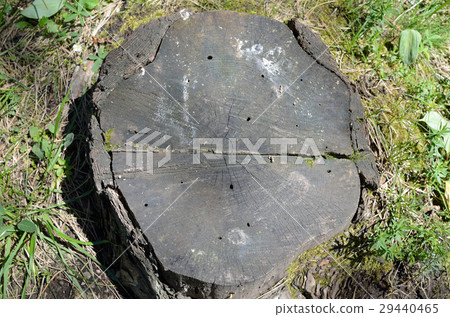 Stump of an Old Tree 29440465