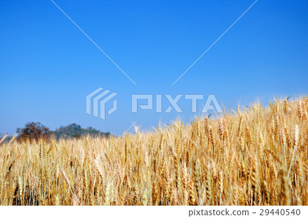 Golden ripe barley against blue sky background Golden ripe barley against blue sky background 29440540