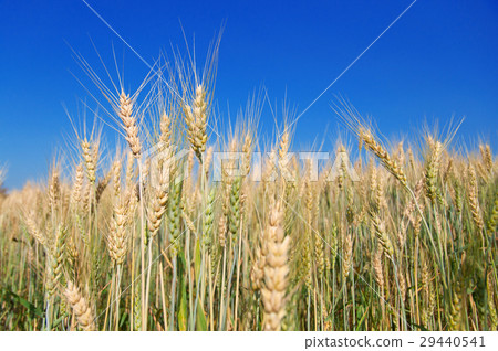 Golden ripe barley against blue sky background Golden ripe barley against blue sky background 29440541