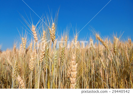Golden ripe barley against blue sky background 29440542