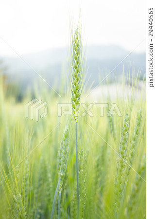 Wheat closeup  29440565
